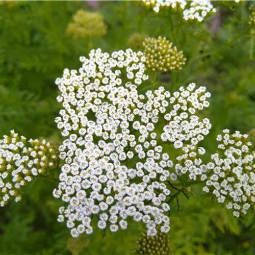 Achillea nobilis*