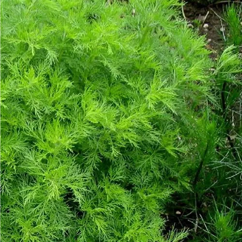 Artemisia abrotanum