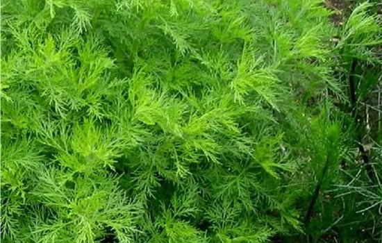 Artemisia abrotanum