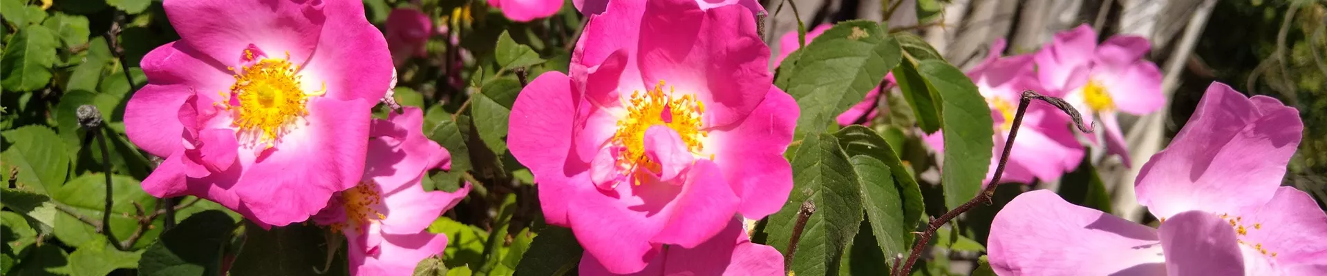 Rosa gallica Sonne (1)-0-408-4032-2268