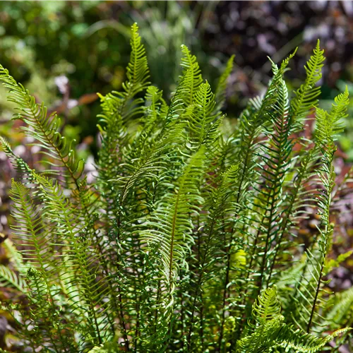 Blechnum spicant*