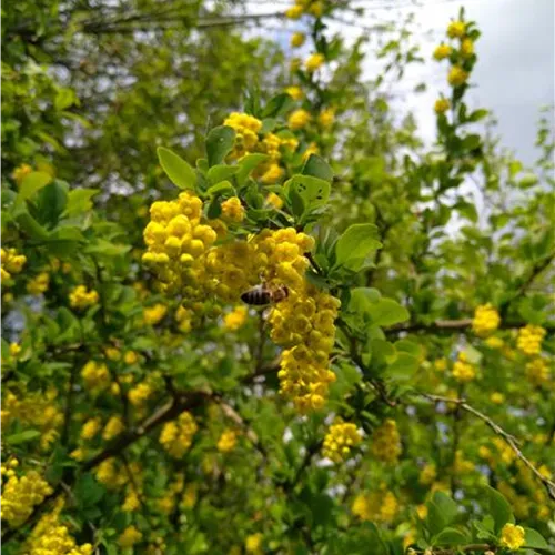 Berberis vulgaris