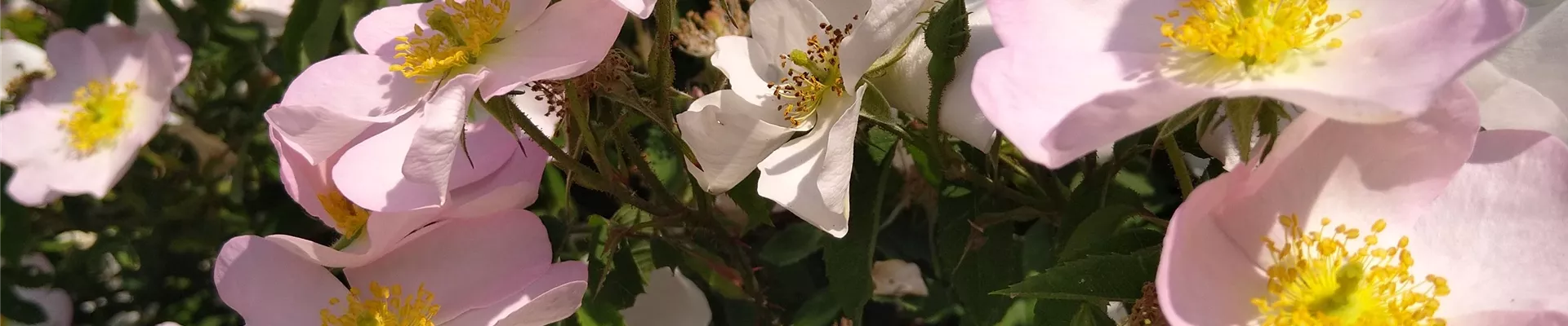 Rosa polliniana (3)-599-0-3024-3024
