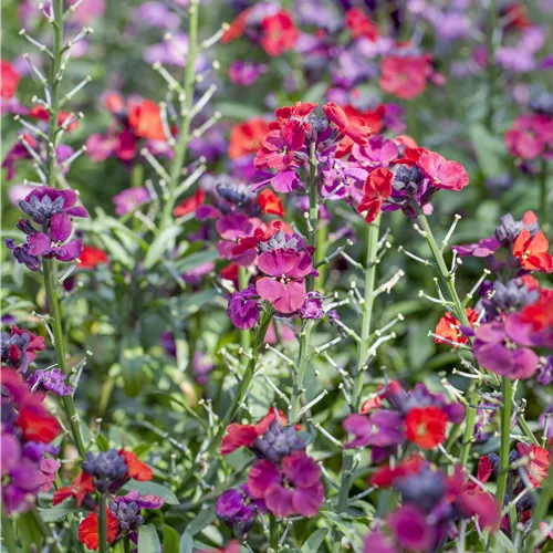 Erysimum (Cheiranthus) cheiri