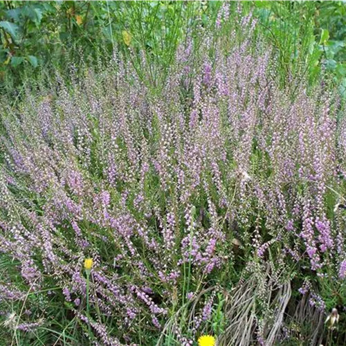 Calluna vulgaris (Wildform)*