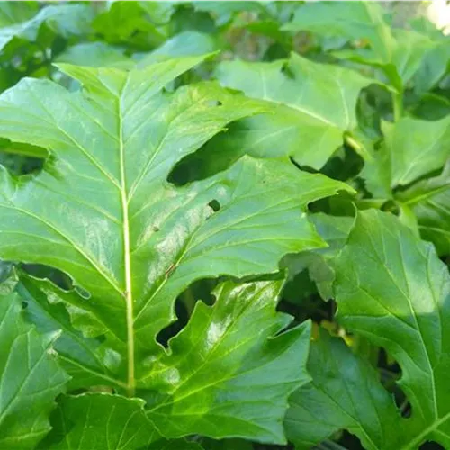 Acanthus mollis