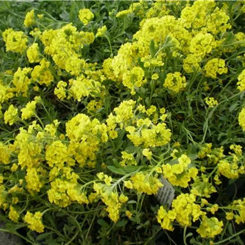 Alyssum saxatile