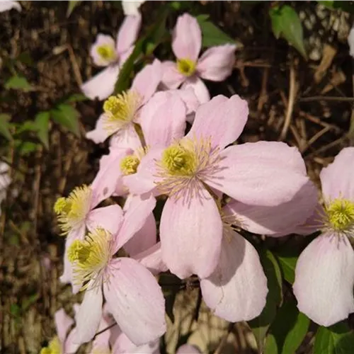 Clematis montana Rubens*