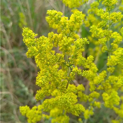 Galium verum DA