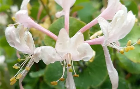 Lonicera caprifolium