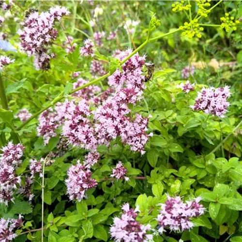 Origanum vulgare DA