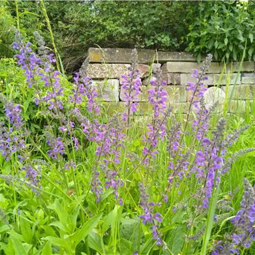 Salvia pratensis DA
