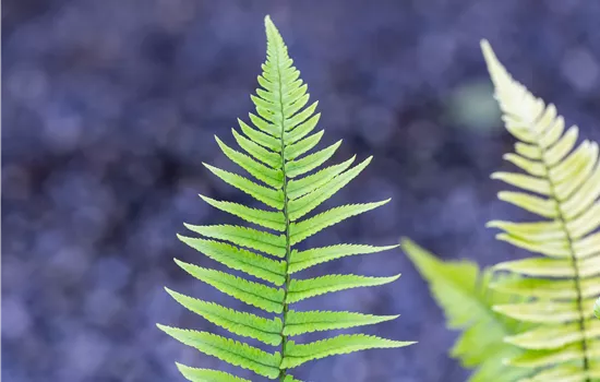 Dryopteris atrata