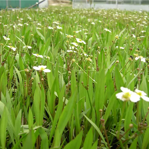 Baldellia ranunculoides