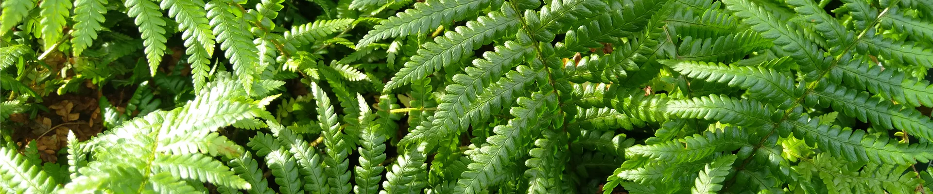 Dryopteris affinis