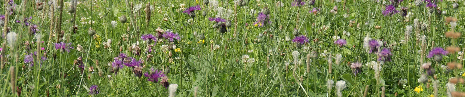 Paket 9.03a Blumenrasen mit 40 Prozent Kräuteranteil 43468+43469+43470+43471