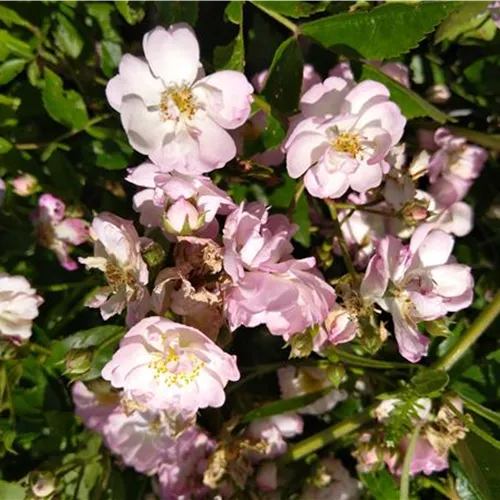 Rosa Lisa´s Duftwolke (Sämling 20)