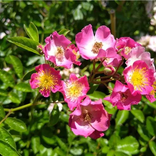 Rosa Maria Lisa