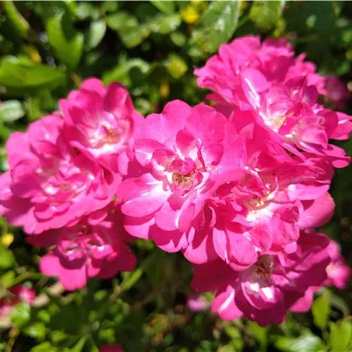 Rosa moschata Hybr. Robin Hood