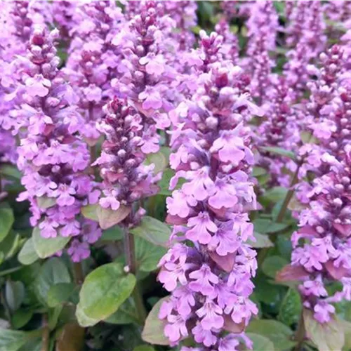 Ajuga reptans Rosea*